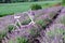 Shrubs of violet lavender and a white retro bicycle, blurred background