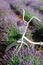 Shrubs of violet lavender and a white retro bicycle, blurred background