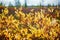 shrubs with yellow leaves, still forest and light mist