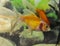 Shubunkins single tailed fancy goldfish swimming in planted aquarium