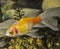 Shubunkins single tailed fancy goldfish swimming in planted aquarium
