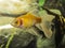 Shubunkins single tailed fancy goldfish swimming in planted aquarium