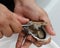 Shuck oyster with  knife