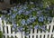 Shurb with blue flower clusters overhanging a white picket fence in Seattle Washington