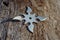 Shuriken throwing star, traditional japanese ninja cold weapon