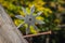 Shuriken throwing star, traditional japanese ninja cold weapon