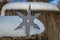 Shuriken throwing star, traditional japanese ninja cold weapon stuck in wooden background