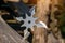 Shuriken throwing star, traditional japanese ninja cold weapon stuck in wooden background