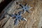 Shuriken throwing star, traditional japanese ninja cold weapon stuck in wooden background