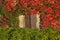 Shuttered windows look through autumn ivy foliage