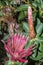 Shuttlecock Sugarbush, Protea Aurea, in the Helderberg Nature Reserve