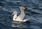 Shy Albatross, Witkapalbatros, Thalassarche cauta