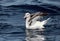 Shy Albatross, Witkapalbatros, Thalassarche cauta