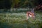 Shy, brown-white antelope, Grant\\\'s gazelle, Nanger granti, staring at camera in the green, blooming savanna of Amboseli national