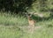 Shy Bushbuck seen at masai Mara