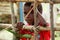 A shy but curious west papuan girl looking through the fence