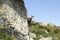 Shy and curious young tatra chamois peeking around the rock