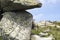 Shy and curious young tatra chamois peeking around the rock