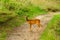 Shy deer standing on a trail in a nature reserve