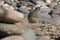 Shy, demure female Gambelâ€™s Quail on edge of river of rocks