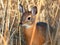 Shy dikdik in sunny hiding spot