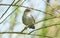 A shy and elusive Cetti`s Warbler Cettia cetti perched on a branch in a tree.