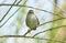 A shy and elusive Cetti`s Warbler Cettia cetti perched on a branch in a tree.