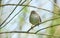 A shy and elusive Cetti`s Warbler Cettia cetti perched on a branch in a tree.