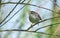 A shy and elusive Cetti`s Warbler Cettia cetti perched on a branch in a tree.