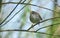 A shy and elusive Cetti`s Warbler Cettia cetti perched on a branch in a tree.