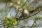 A shy and elusive Cetti`s Warbler, Cettia cetti, perched on a branch in a tree.