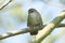 A shy and elusive Cetti`s Warbler Cettia cetti perched on a branch in a tree.