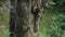 A shy and elusive Pine Marten Martes martes feeding in the Highlands of Scotland.