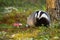 Shy european badger with puffy fur standing beside the fly agaric in the forest