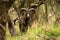 Shy mouflon ram with long curved horns looking into camera inside spring forest