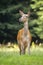 Shy red deer hind listening on a green meadow from front view