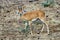 Shy retiring Steenbok looking closely