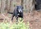 Shy and scared black dog with gray muzzle, shepherd cattledog mixed breed