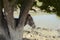 A shy and scared gray donkey hides in the shade of a tree.