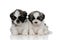 Shy Shih Tzu cubs looking forward with puppy eyes