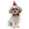 Shy Shih Tzu puppy wearing bowtie and party hat