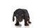 Shy teckel dachshund doggy standing and searching in studio