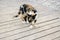 Shy tortoiseshell cat with amazing green eyes on wooden pavement