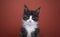 shy tuxedo kitten portrait on red brown background