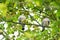 Shy wood pigeons in tree hiding heads