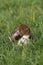 Shy young duckling lying in grass