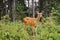 Shy young mule deer doe