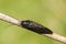 Sialis cf lutaria alderfly insect of the almost black brown Megaloptera group perched in a reed by a stream