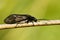 Sialis cf lutaria alderfly insect of the almost black brown Megaloptera group perched in a reed by a stream