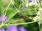 Sialis nigripes alderfly sitting on a plant